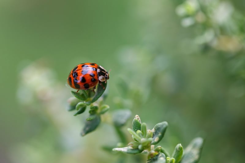 Ladybug