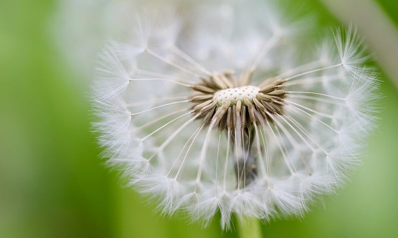 Seed Swaps